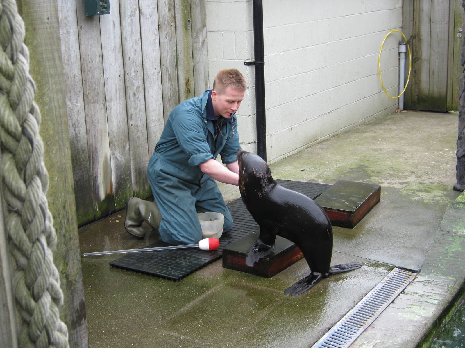 Target training young fur seal 2011