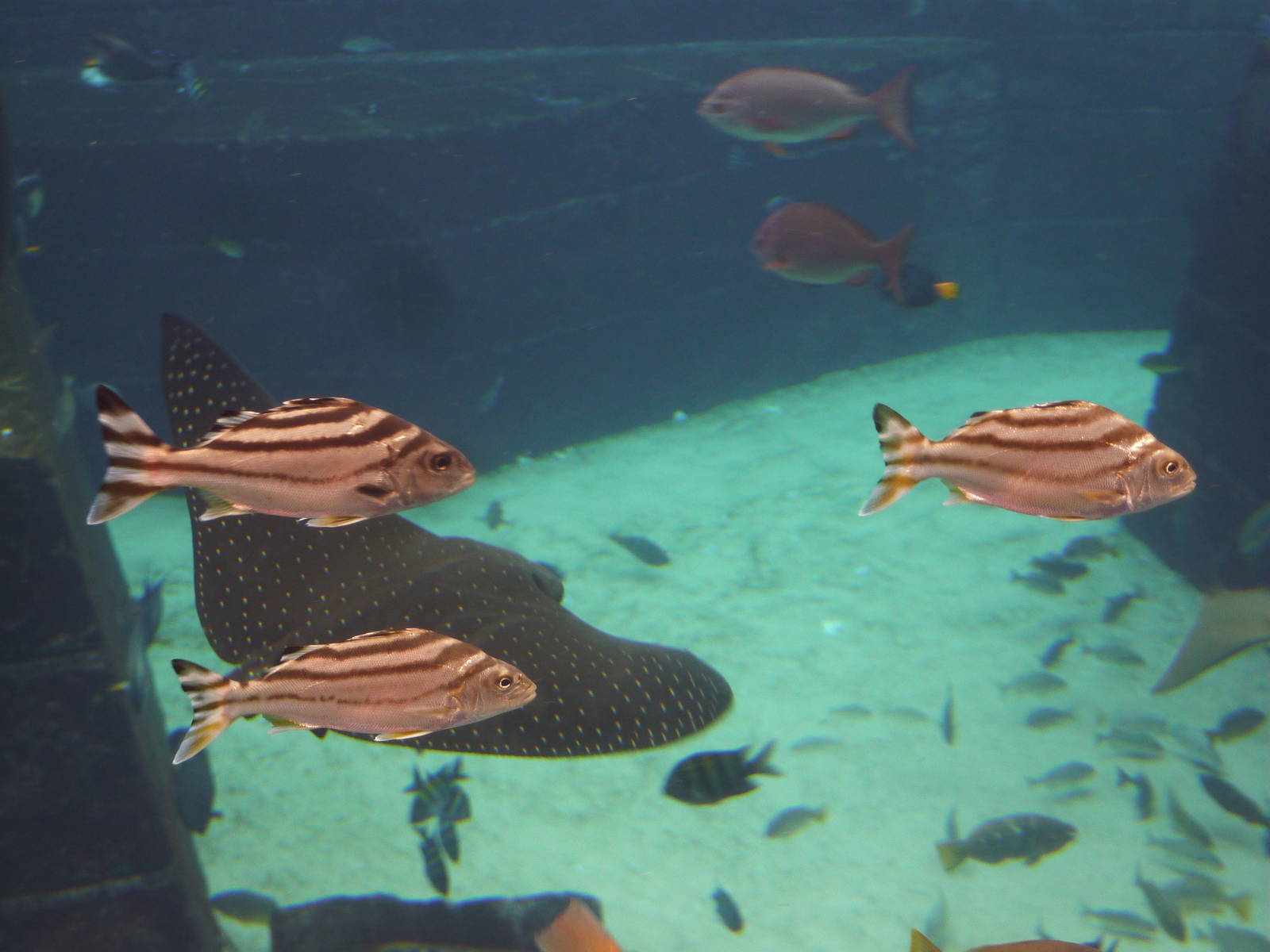Targetfish in Aquaventure tank