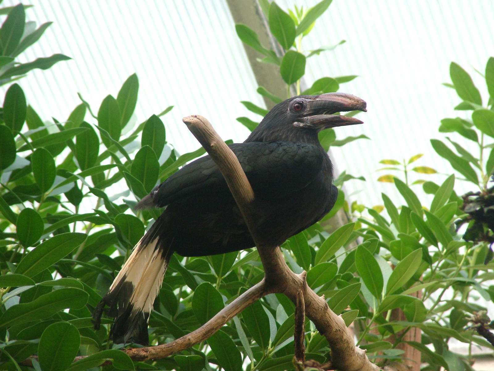 Tarictic Hornbill at Frankfurt 31/08/10