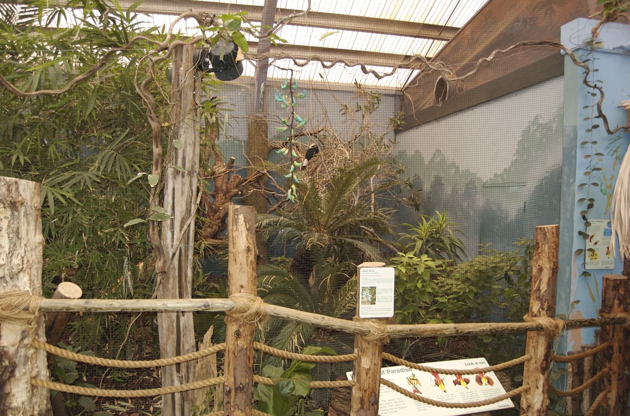 Tarictic hornbill Aviary