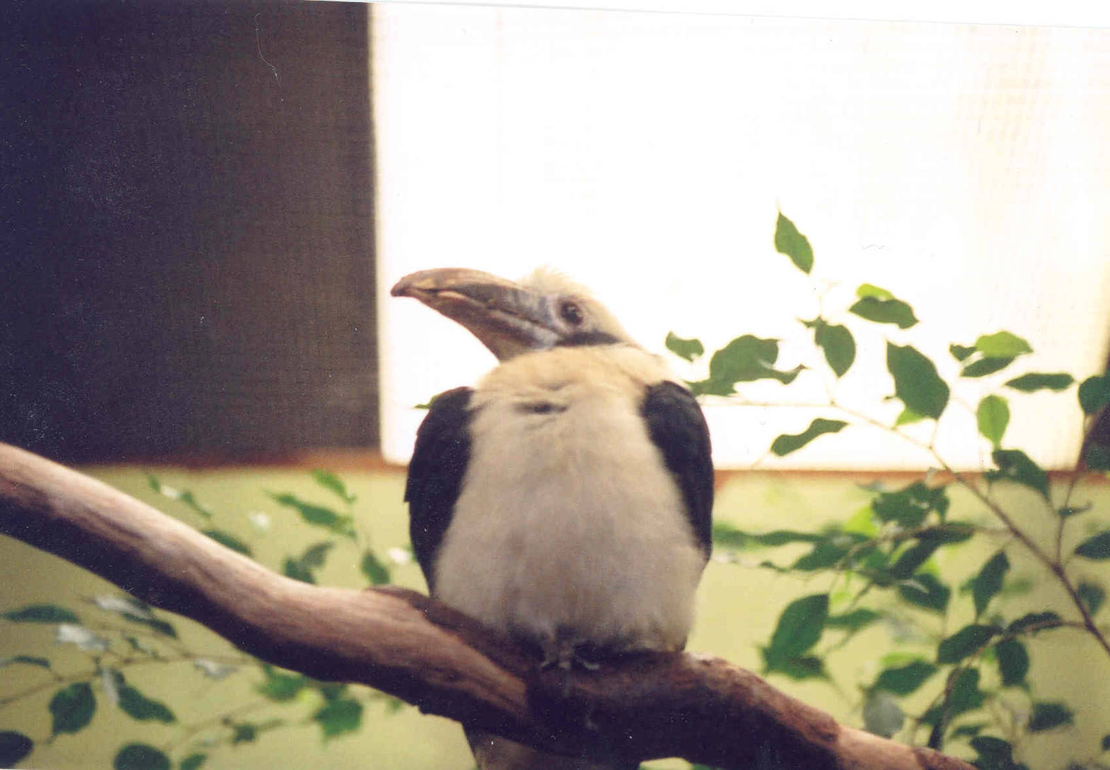 Tarictic Hornbill - Chester Zoo 2005