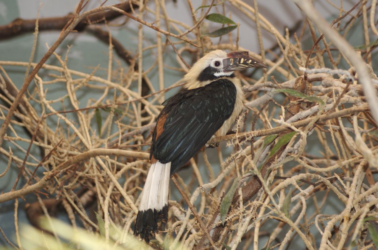 Tarictic hornbill (chester)