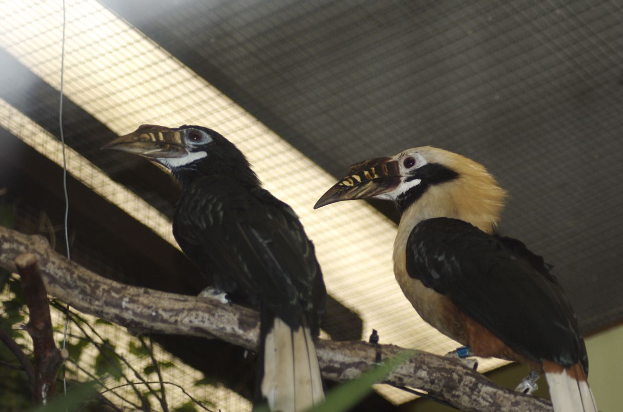 Tarictic hornbill (chester)
