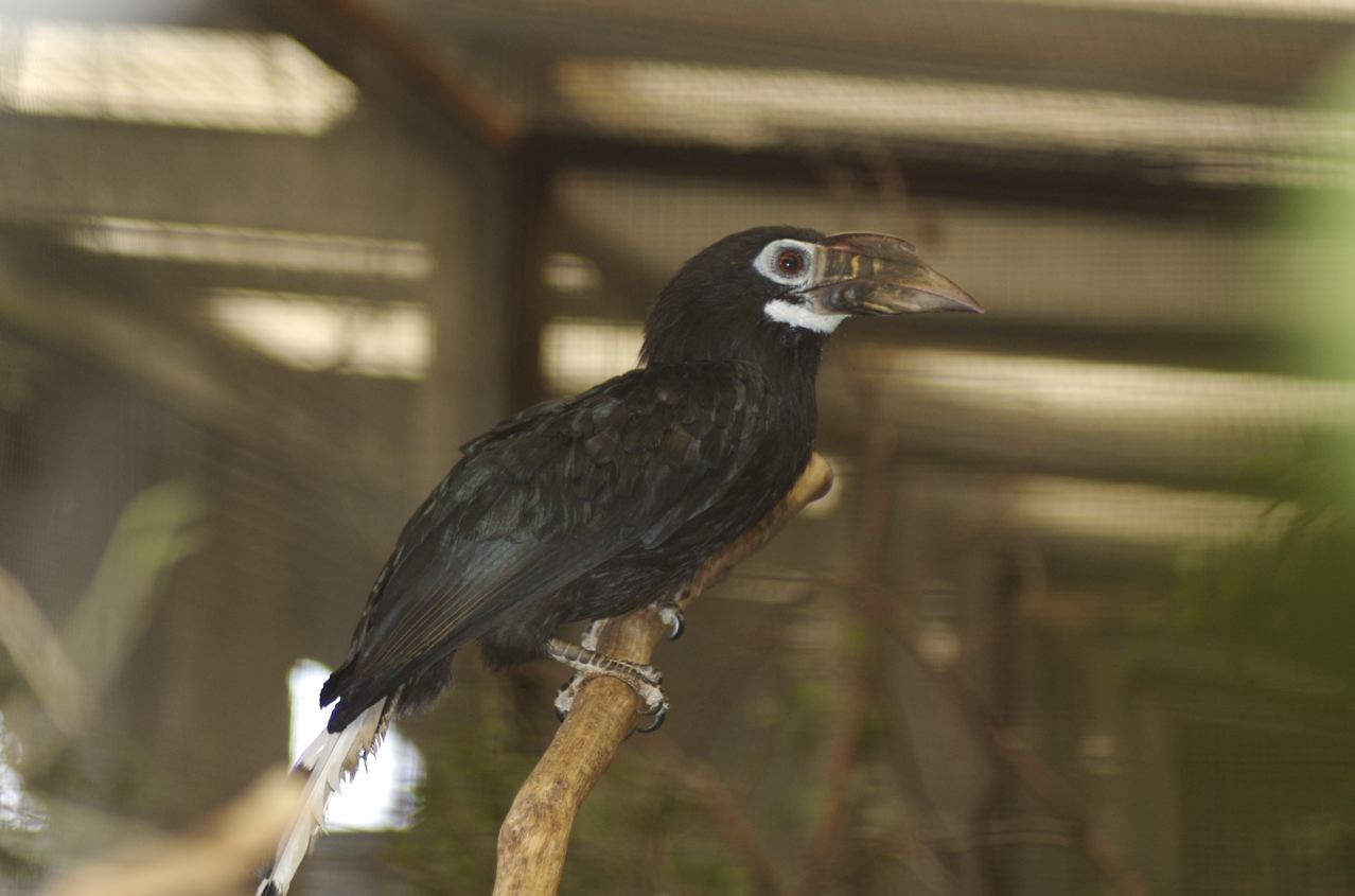 Tarictic hornbill (chester)