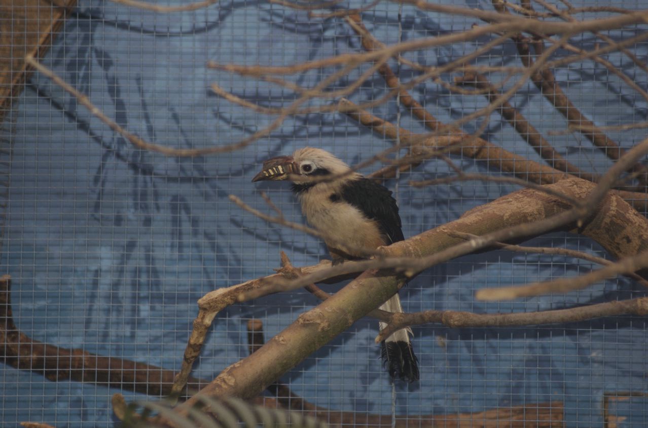 Tarictic hornbill (chester)