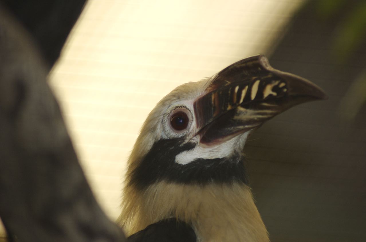 Tarictic hornbill (chester)