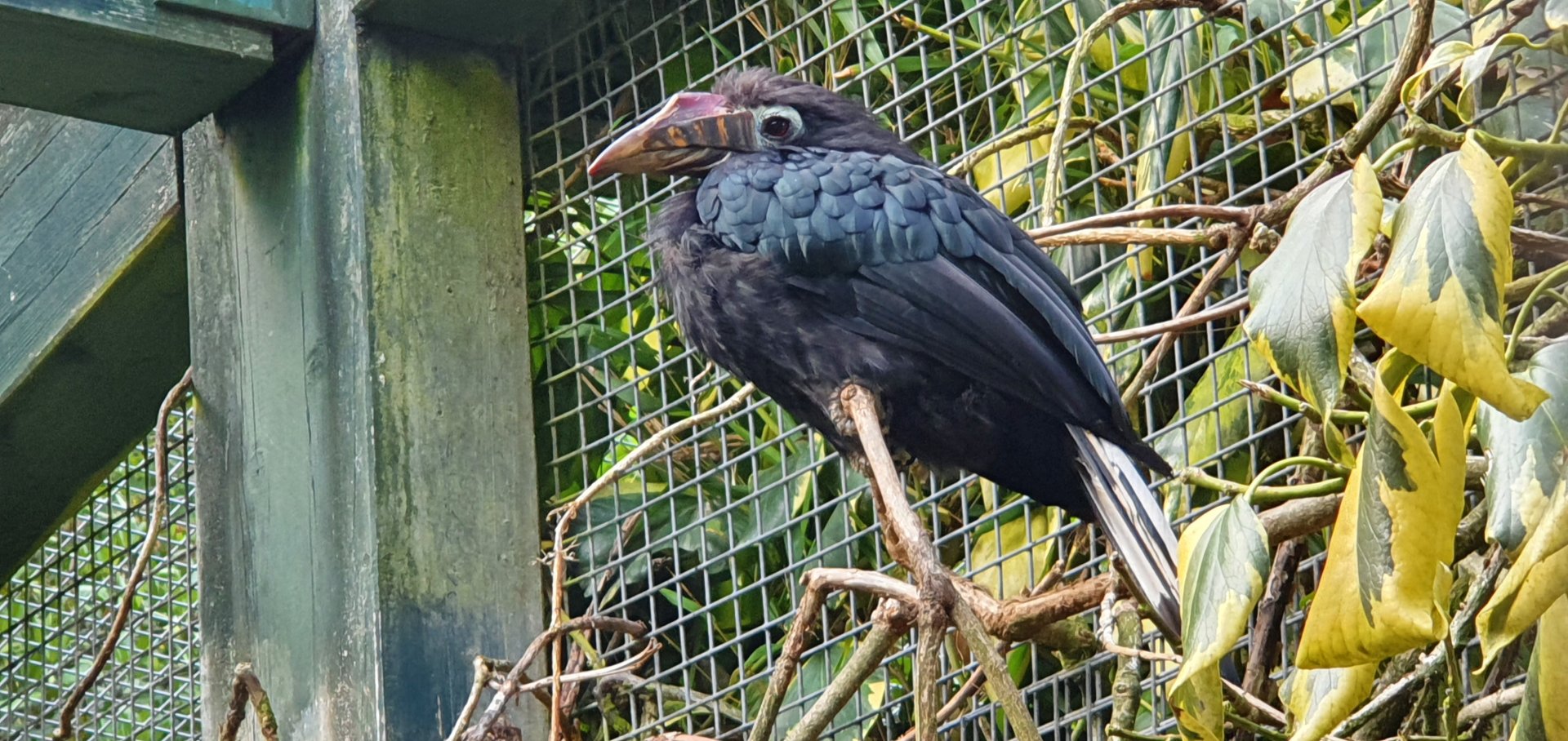 Tarictic Hornbill female