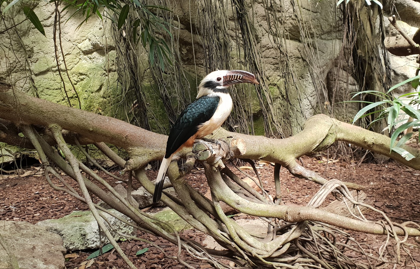 Tarictic hornbill - male