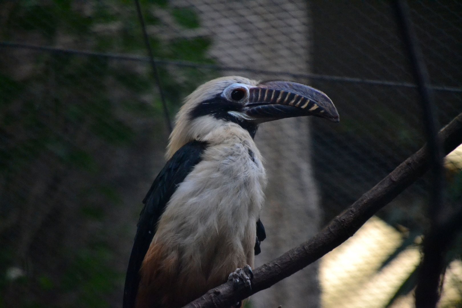 Tarictic Hornbill - March 2018