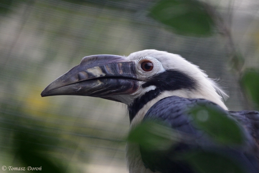 Tarictic Hornbill (Penelopides panini) - male