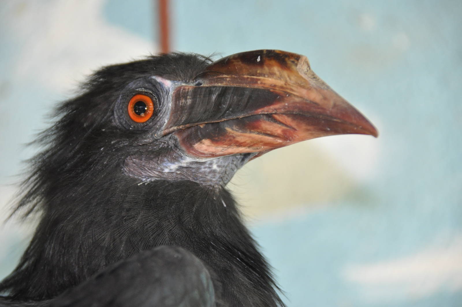 Tarictic hornbill/ Penelopides panini samarensis