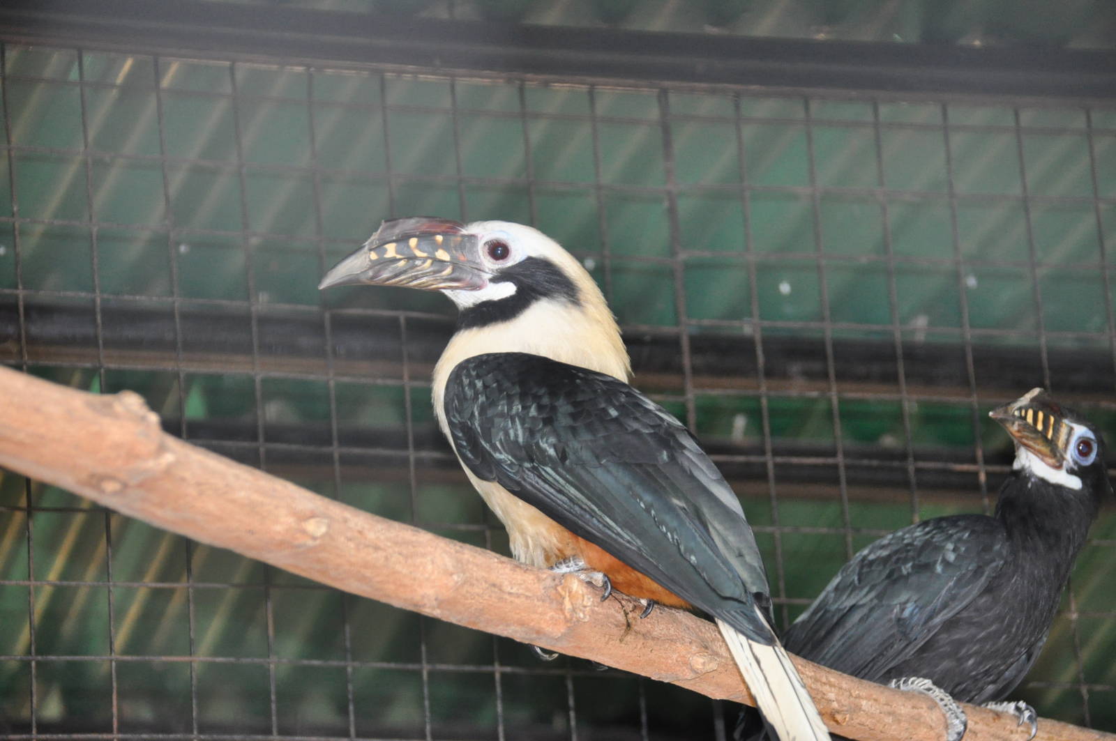 Tarictic hornbill/ Penelopides panini samarensis