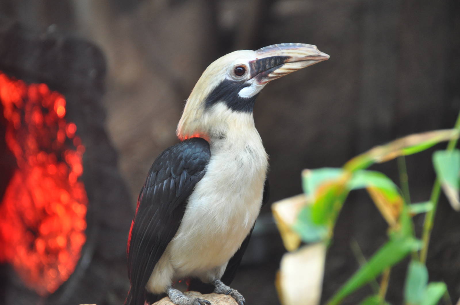 Tarictic hornbill/ Penelopides panini