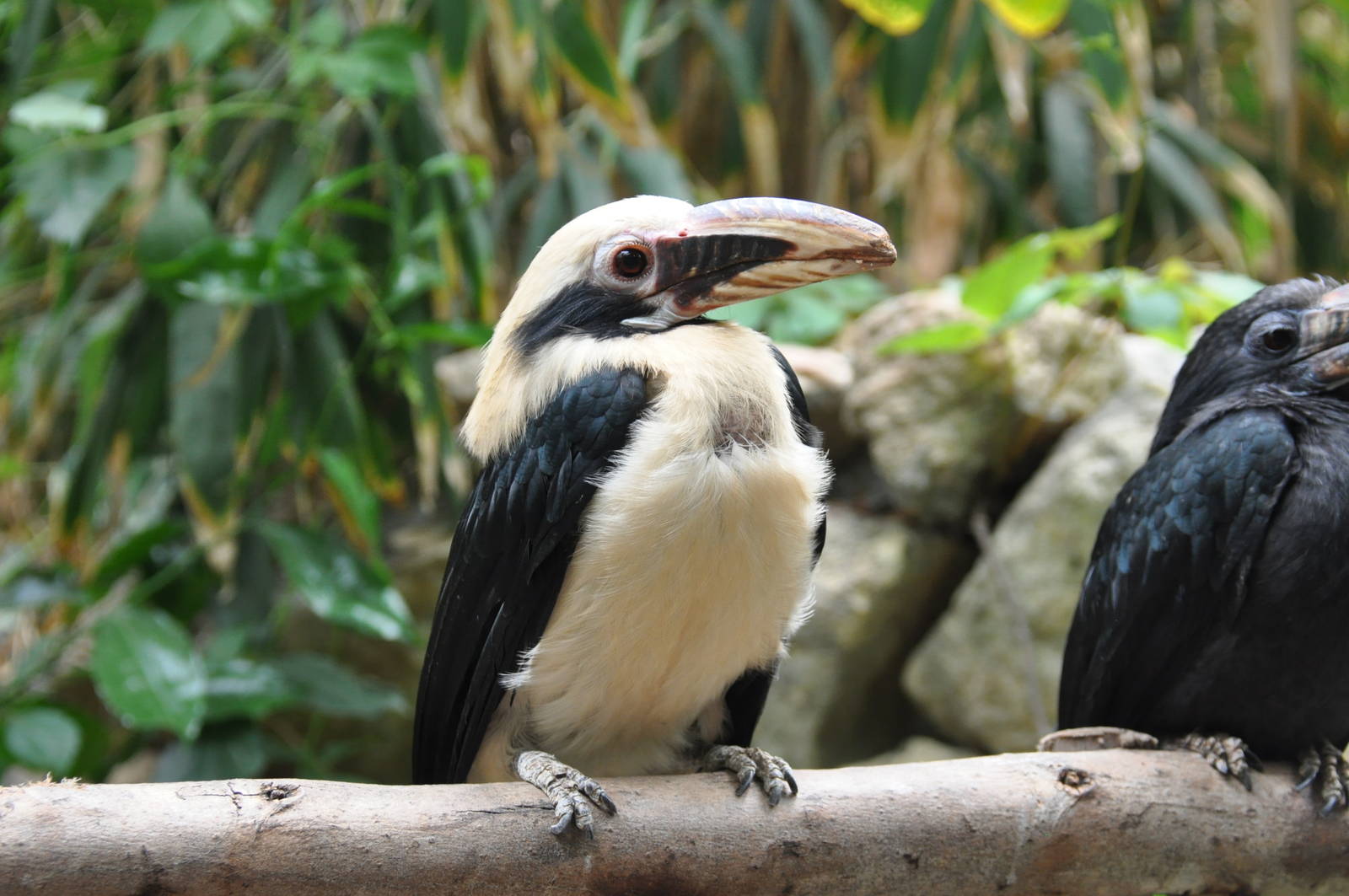 Tarictic hornbill/ Penelopides panini