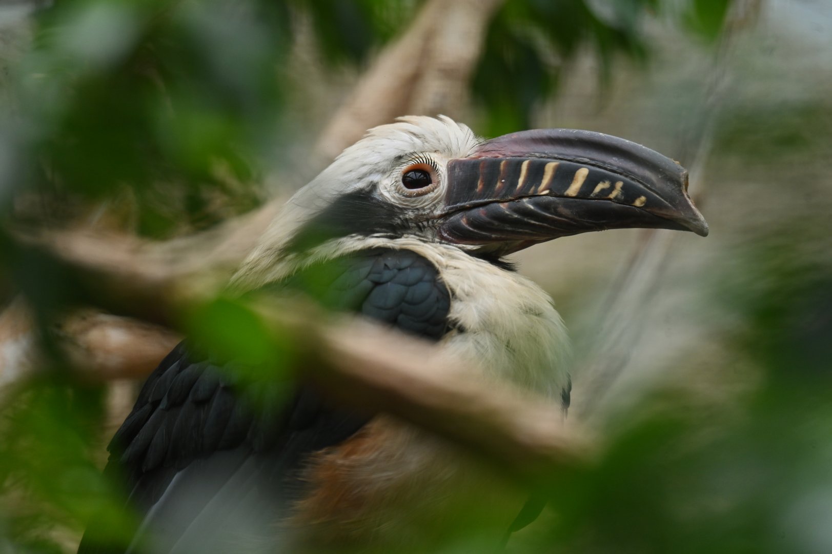 Tarictic Hornbill Penelopides panini