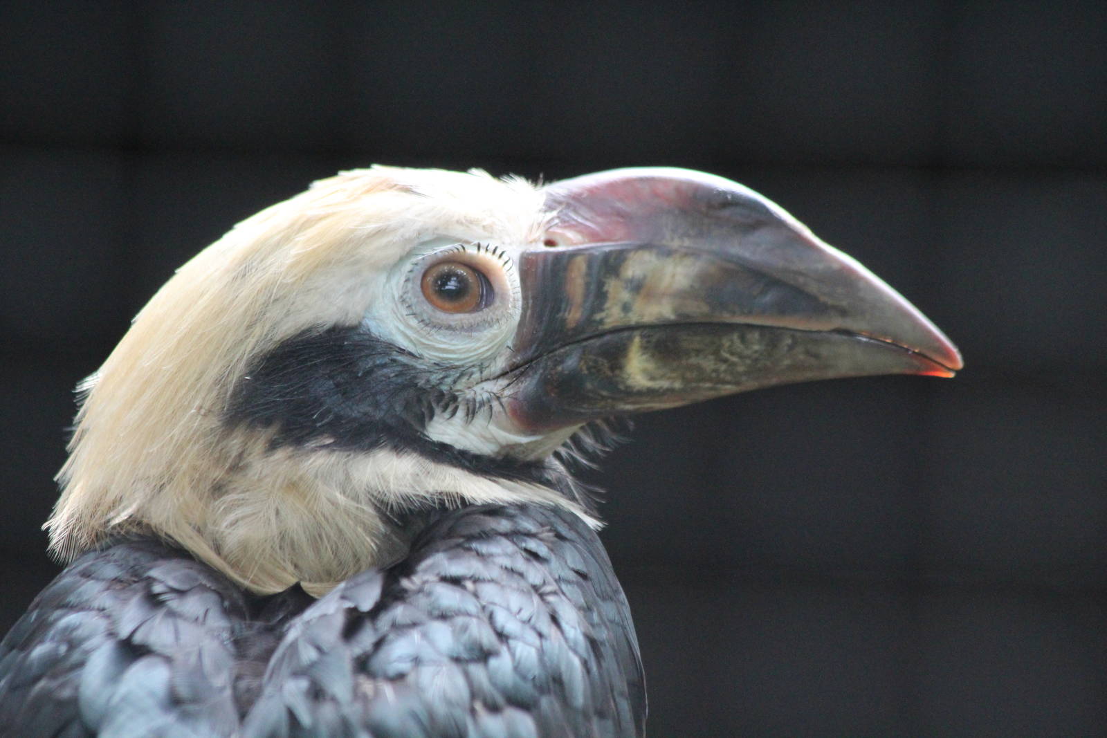 Tarictic Hornbill - Prague Zoo, July 2013