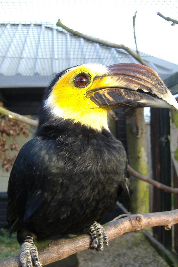 Tarictic Hornbill Whipsnade