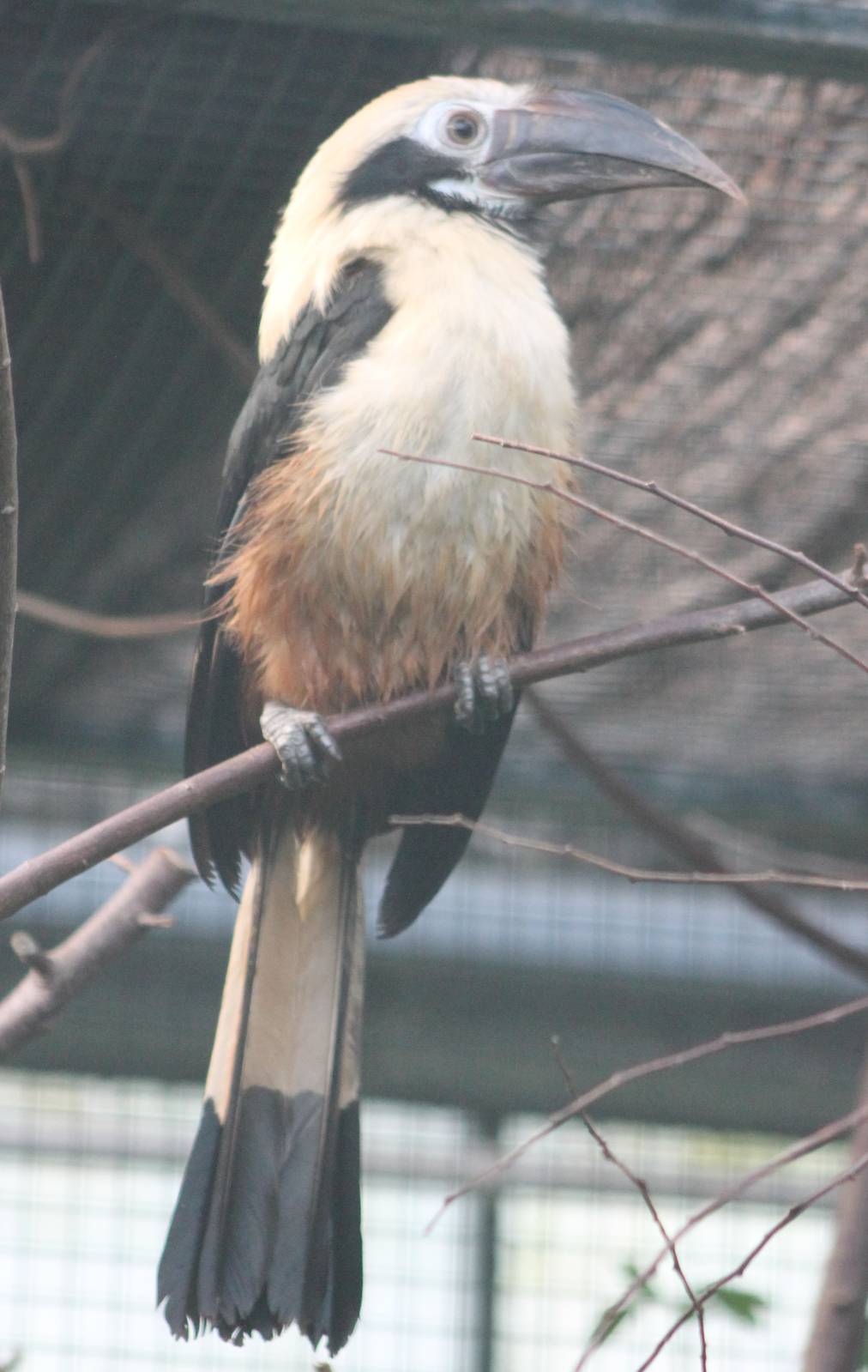 Tarictic hornbill