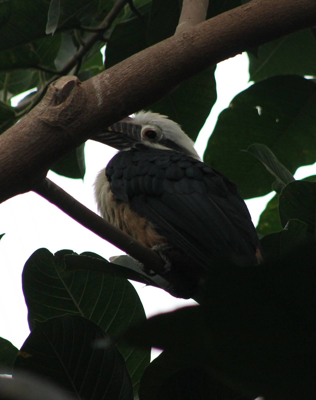 Tarictic hornbill