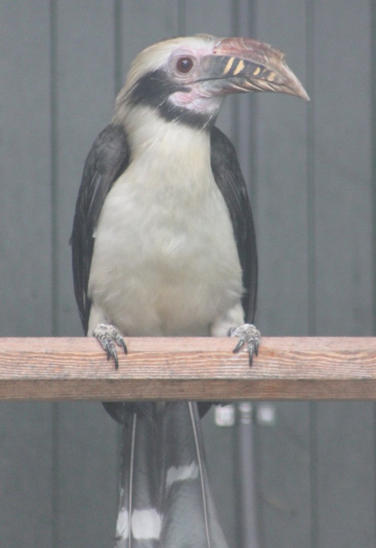 Tarictic hornbill