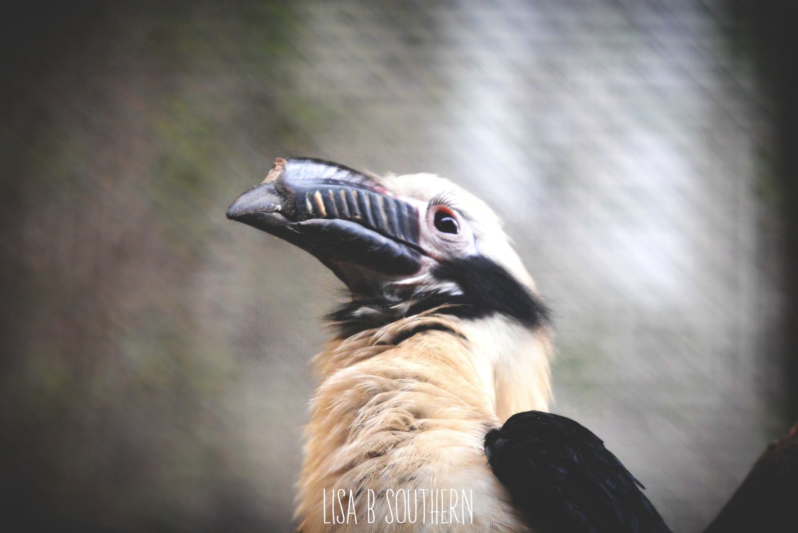 Tarictic hornbill