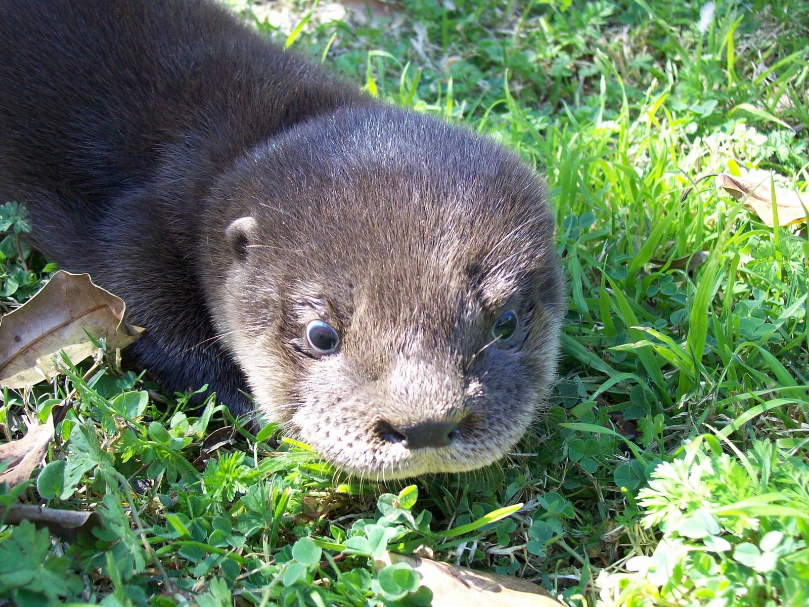 Tarka,  baby River Otter (Lontra longicaudis)