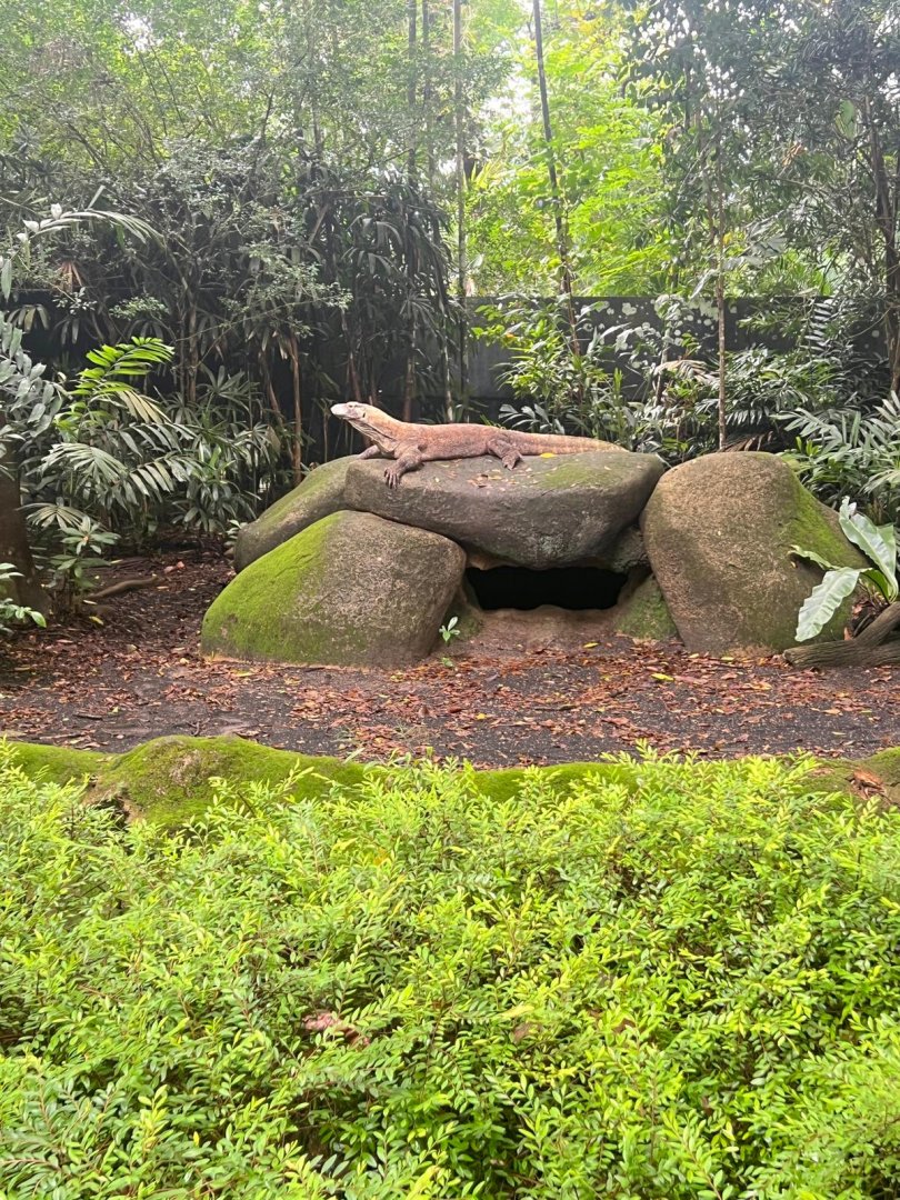 Taro the Komodo Dragon