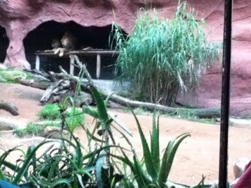 Taronga 2010 - African Lion exhibit