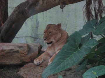 Taronga 2010 - African Lion