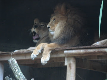 Taronga 2010 - African Lions