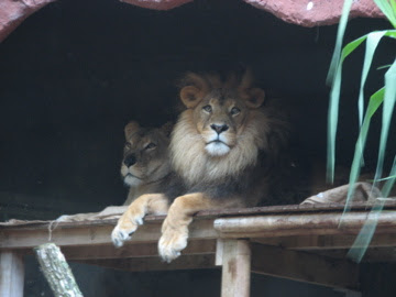 Taronga 2010 - African Lions