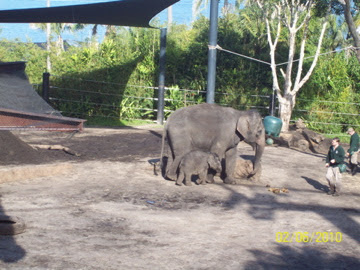 Taronga 2010 - Asiatic Elephants