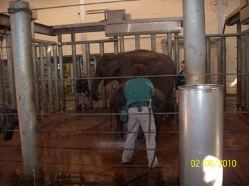 Taronga 2010 - Asiatic Elephants