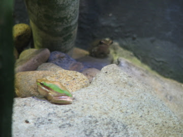 Taronga 2010 - Eastern Dwarf Tree Frogs