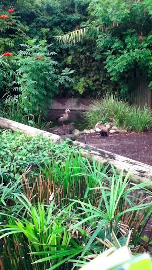 Taronga 2010 - Egyptian Geese in the Pygmy Hippo exhibit