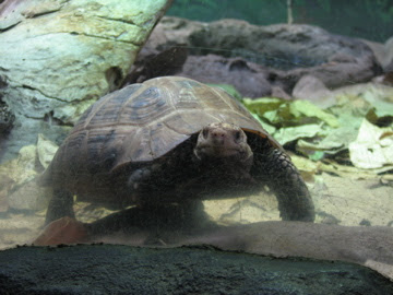Taronga 2010 - Elongated Tortoise