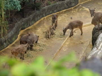 Taronga 2010 - Himalayan Tahr