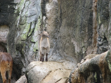 Taronga 2010 - Himalayan Tahr