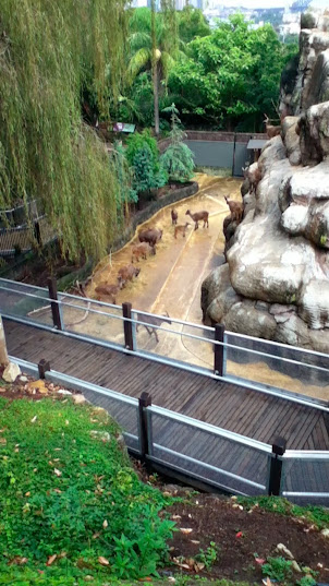 Taronga 2010 - Himalayan Tahr