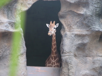 Taronga 2010 - Hybrid Giraffe