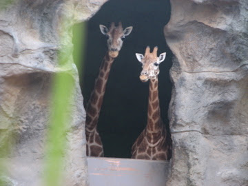 Taronga 2010 - Hybrid Giraffe