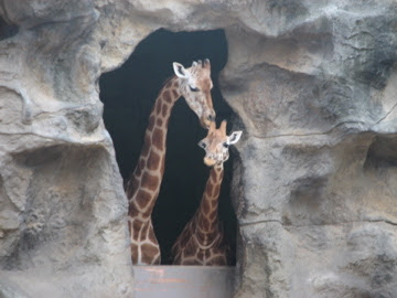 Taronga 2010 - Hybrid Giraffes