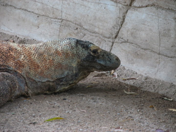 Taronga 2010 - Komodo Dragon