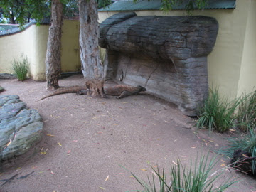 Taronga 2010 - Komodo Dragon