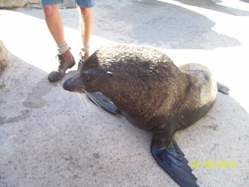 Taronga 2010 - Long-nosed Fur Seal