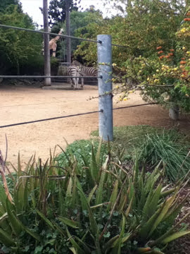 Taronga 2010 - Plains Zebras and Hybrid Giraffe