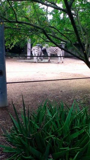 Taronga 2010 - Plains Zebras