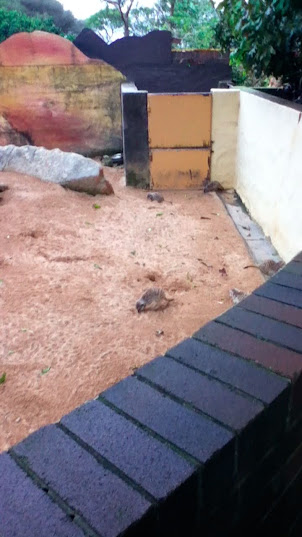 Taronga 2010 - Slender-tailed Meerkat exhibit