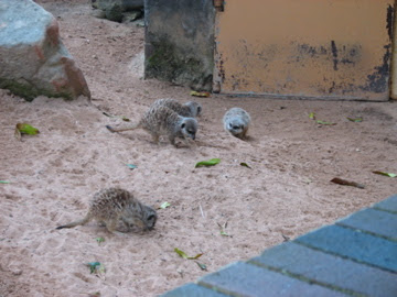 Taronga 2010 - Slender-tailed Meerkats
