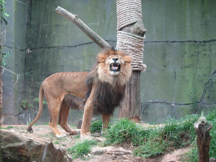 Taronga 2012 - African Lion